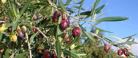 olijfboom geniet van de zon